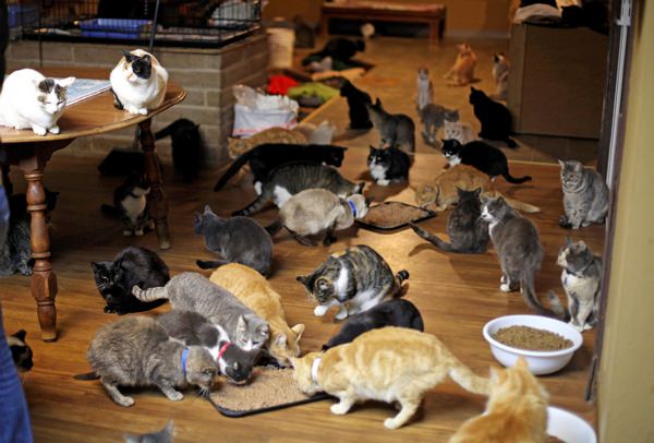 Испанца выселили из квартиры из-за 110 кошек