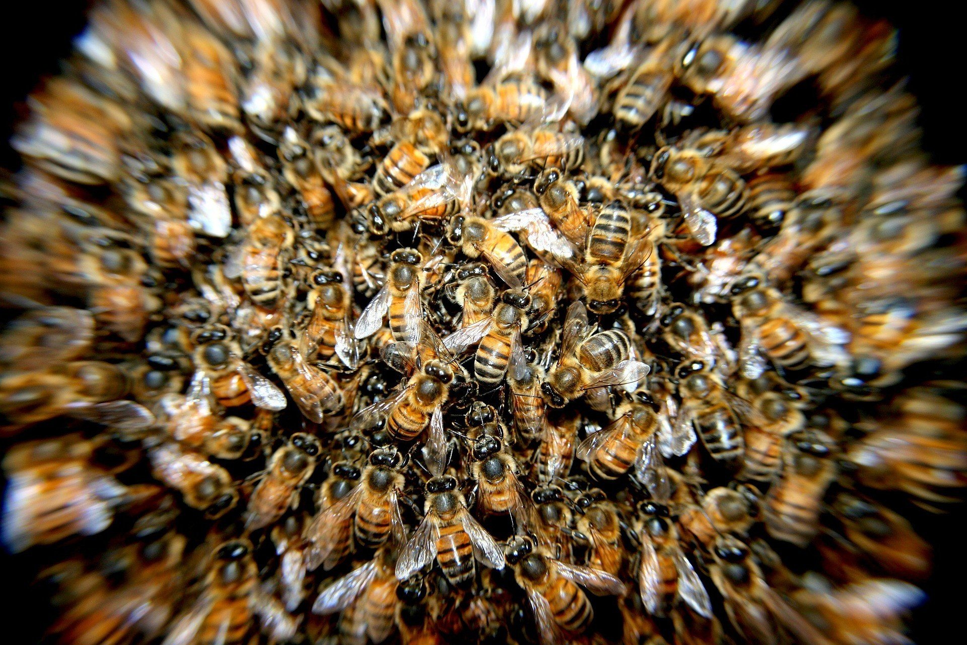 Новый странный рекорд Гиннеса: китайца облепили 63 килограмма пчел. ВИДЕО