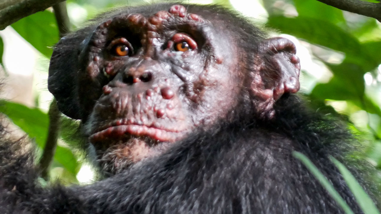 У шимпанзе в Африке обнаружили проказу