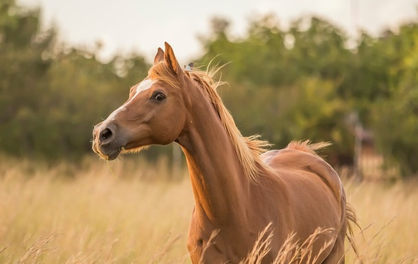 Франция расследует жестокие убийства лошадей: загадочно убиты сотни животных 
