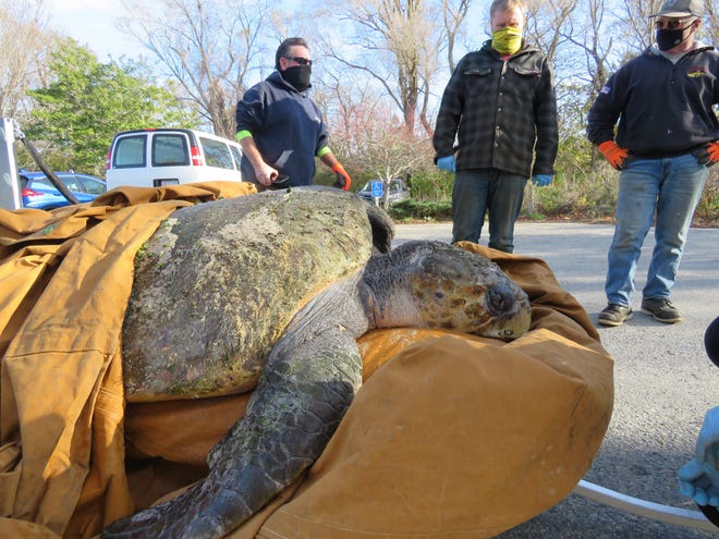 Daily Mail: В США спасли 150-килограммовую черепаху, которая застряла на отмели 