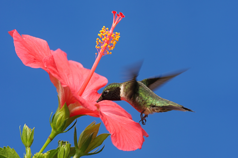 В Боготе открыли заповедник колибри