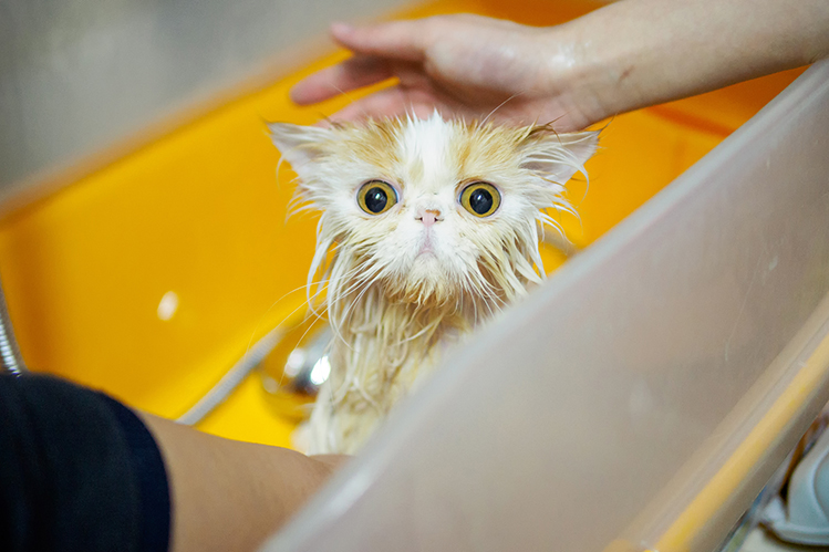 Почему коты боятся воды?