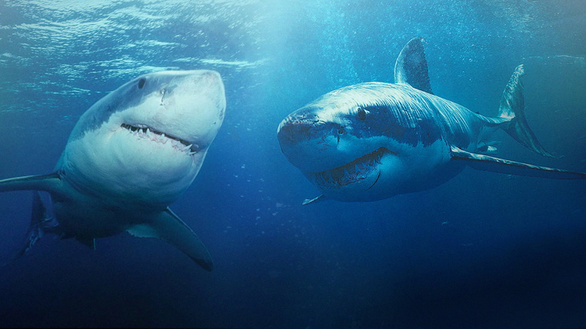 Какие акулы наиболее опасны и почему им тоже нужна защита?