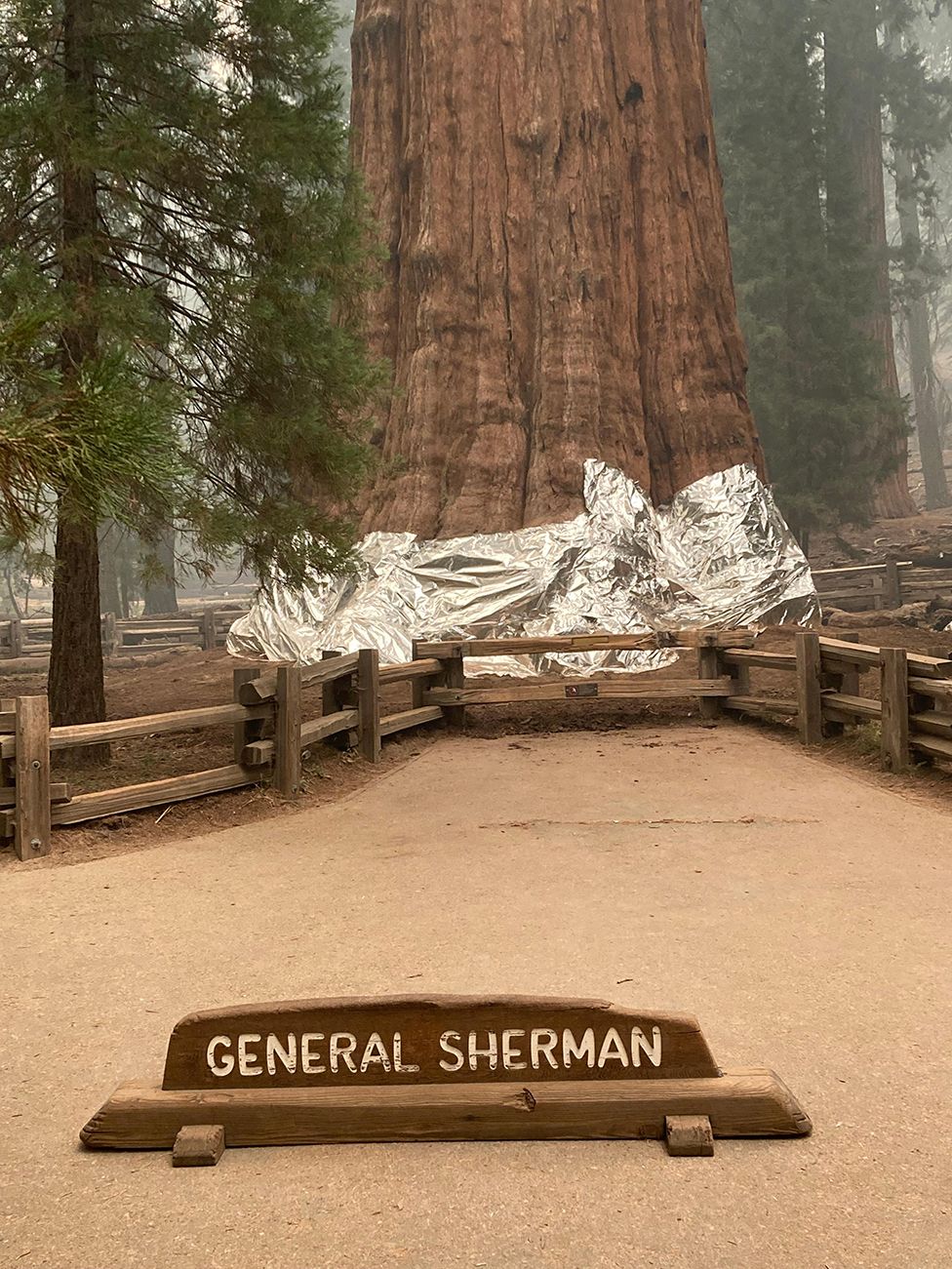 Самое большое дерево в мире укутали специальным одеялом из-за пожаров в Калифорнии