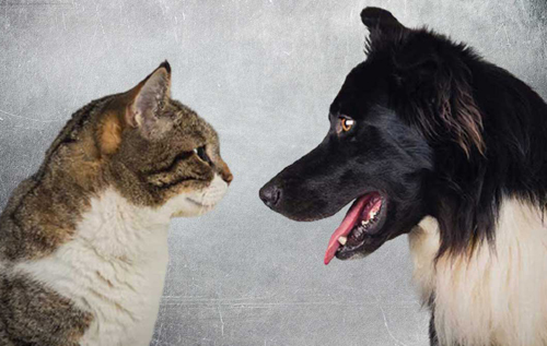 Кто умнее – кошки или собаки: ученые попытались сравнить интеллект животных