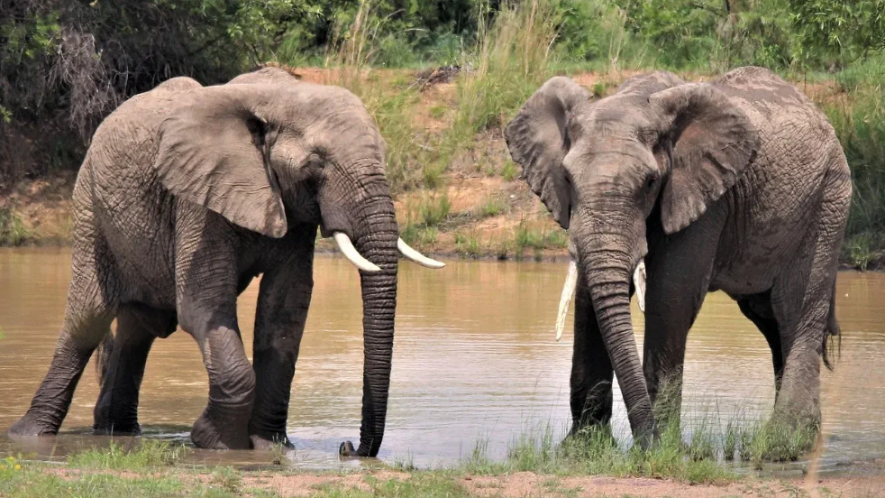 Допомога звідки не чекали: вчені розповіли, як слони можуть урятувати світ