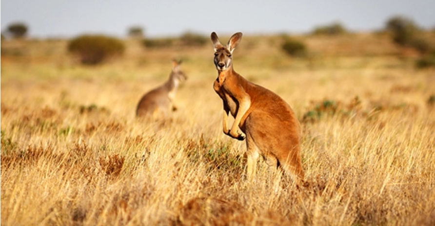 Щоб не вмирали з голоду: в Австралії хочуть відстрілювати кенгуру