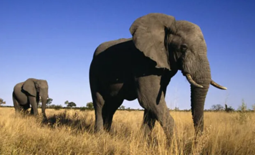 Не тільки люди: африканські слони також дають один одному імена