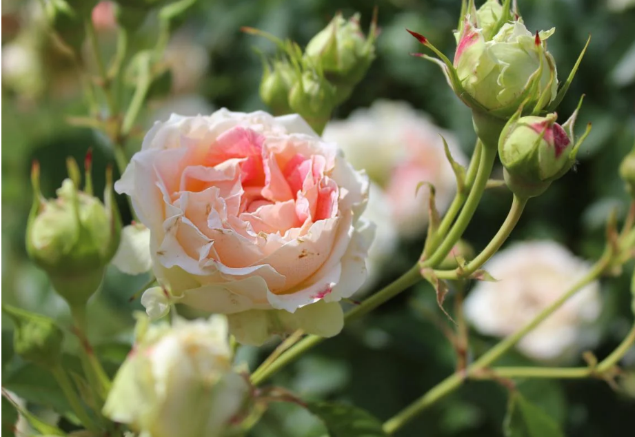 Як доглядати за трояндами восени: 3 найголовніші секрети від професійних садівників