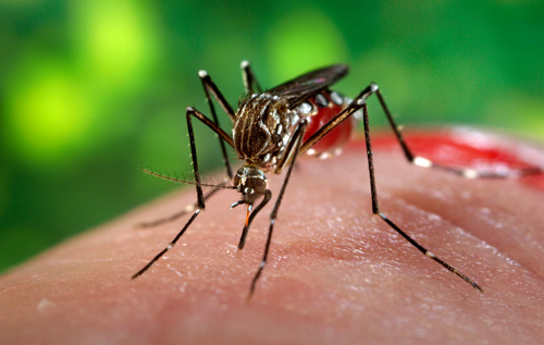 Біологи знайшли речовини, за якими комарі розпізнають людський запах