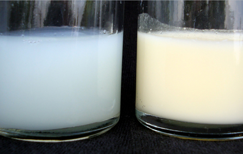Как проверить молоко на качество дома