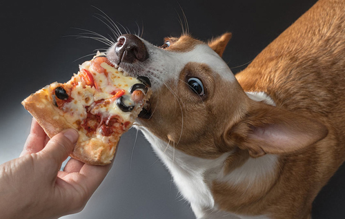 Ветеринари назвали їжу, яку ніколи б не дали своїм собакам