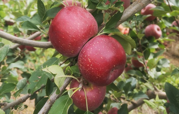 Садівники навчились вирощувати великі яблука за допомогою водоростей