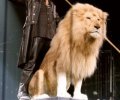 В британских цирках запретили содержание диких животных