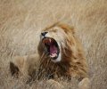 Учёные узнали, что львы чаще нападают на спящих людей
