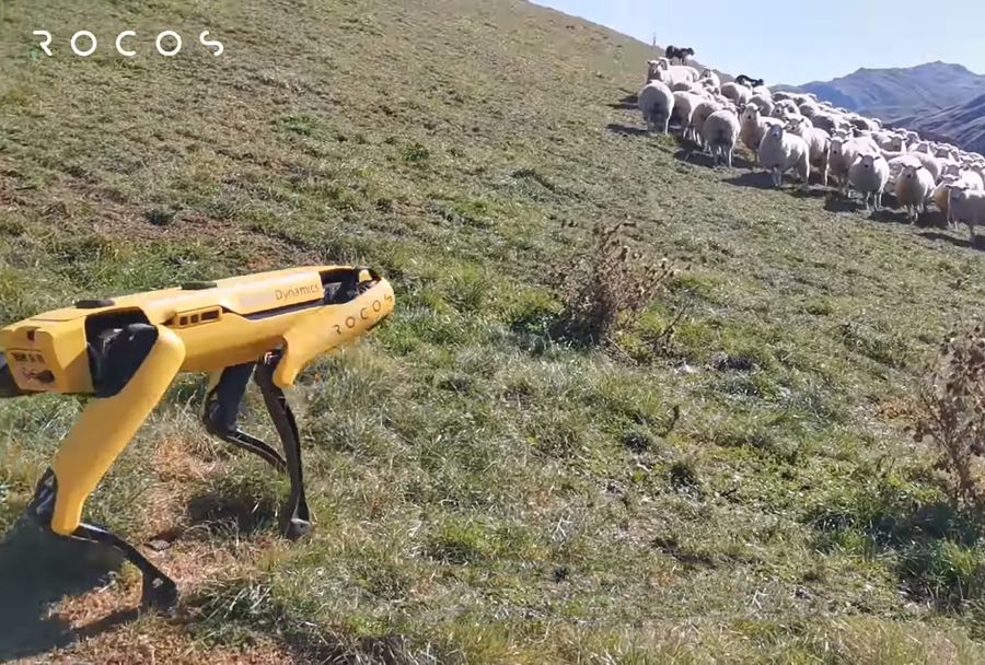 Розширює власний функціонал: робот-собака від Boston Dynamics навчився вигулювати овець. Ще він може збирати урожай і розробляти маршрути. ВІДЕО