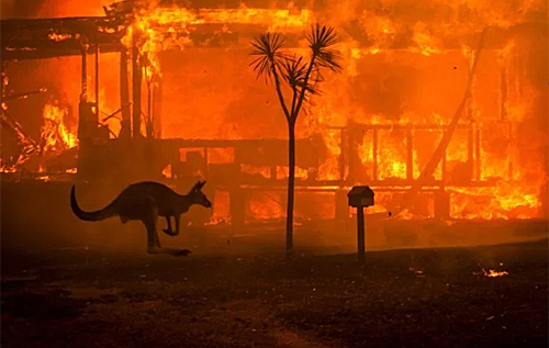 Бушующие в Австралии пожары унесли жизни почти полумиллиарда животных. ФОТО