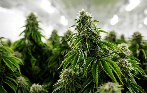 Минздрав Канады предупредил жителей страны, что они выращивают дома слишком много марихуаны 