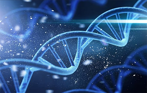 Науковці з’ясували, що тривалість життя на 55% залежить від спадковості