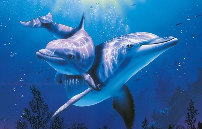 День китів і дельфінів. Цікаві факти про морських мешканців
