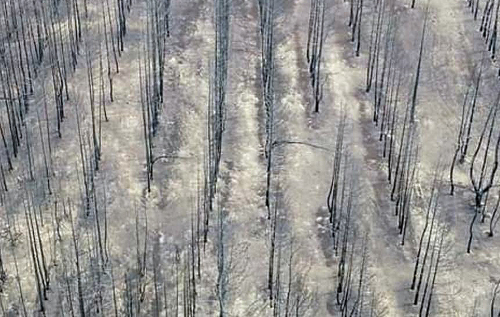 У мережі показали, як заробляють на смертельних лісових пожежах в Луганській області