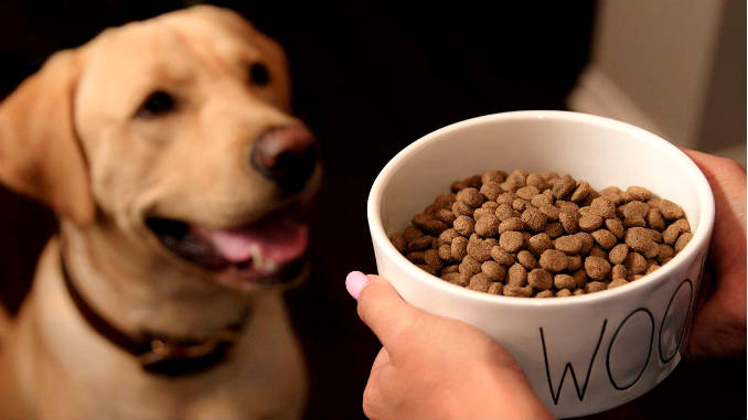 Как правильно подобрать корм собаке