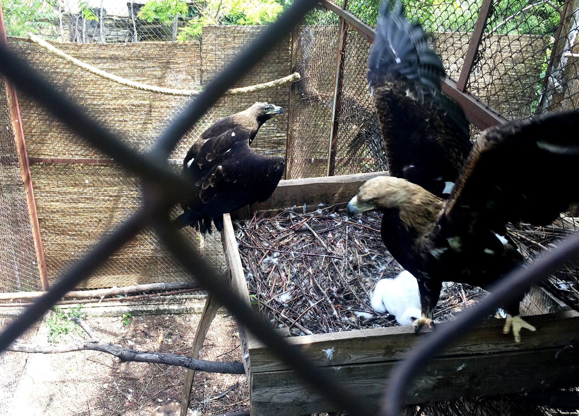 Вперше в історії українських зоопарків: в Одесі народився орел-могильник