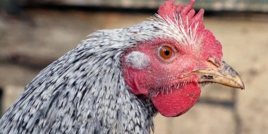 У США зафіксовано першу смерть від пташиного грипу H5N5 У США зафіксовано першу смерть від пташиного грипу H5N5