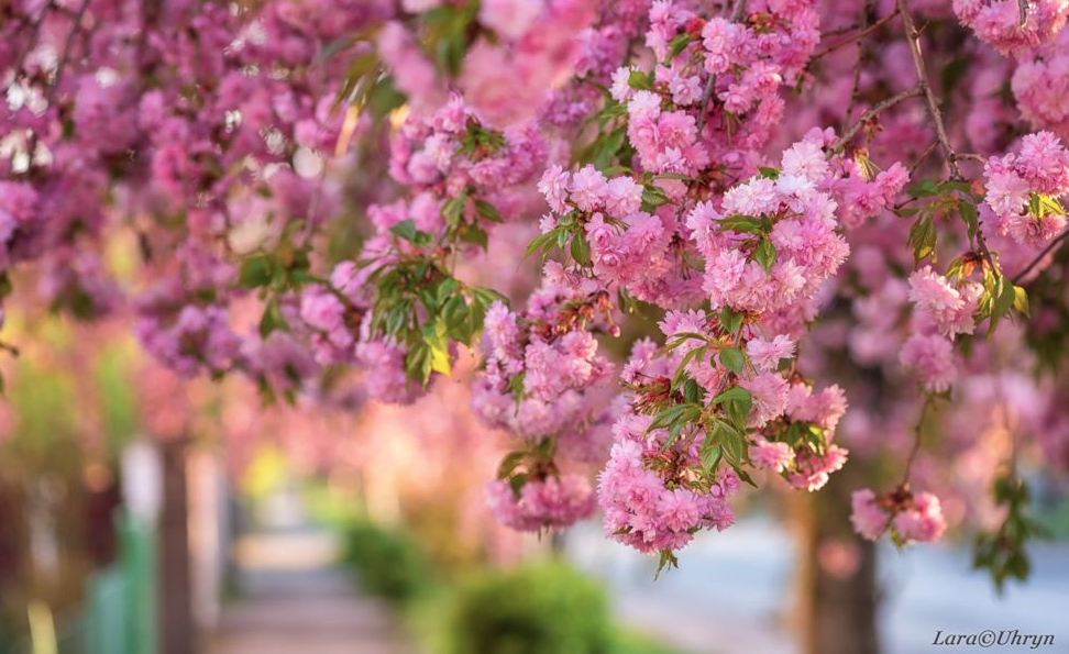 Цвітіння японської вишні в Ужгороді