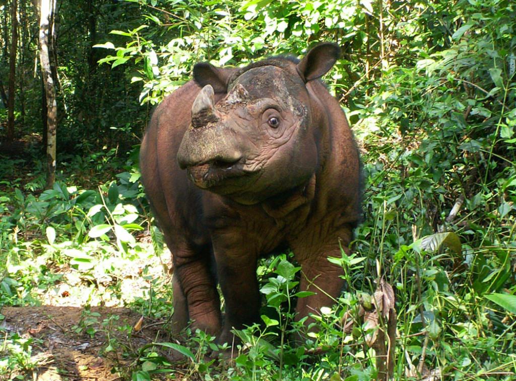 Малайзия, носорог, умер, последний