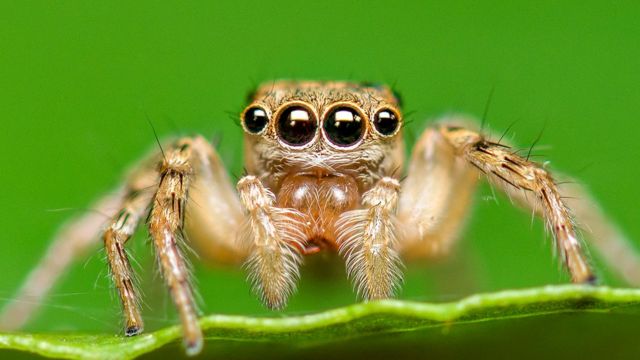 Вчені пояснили, навіщо павукам аж 8 очей