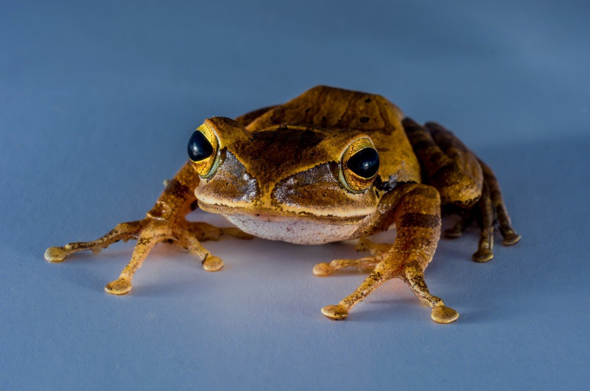 Вчені навчилися вирощувати кінцівки у жаб
