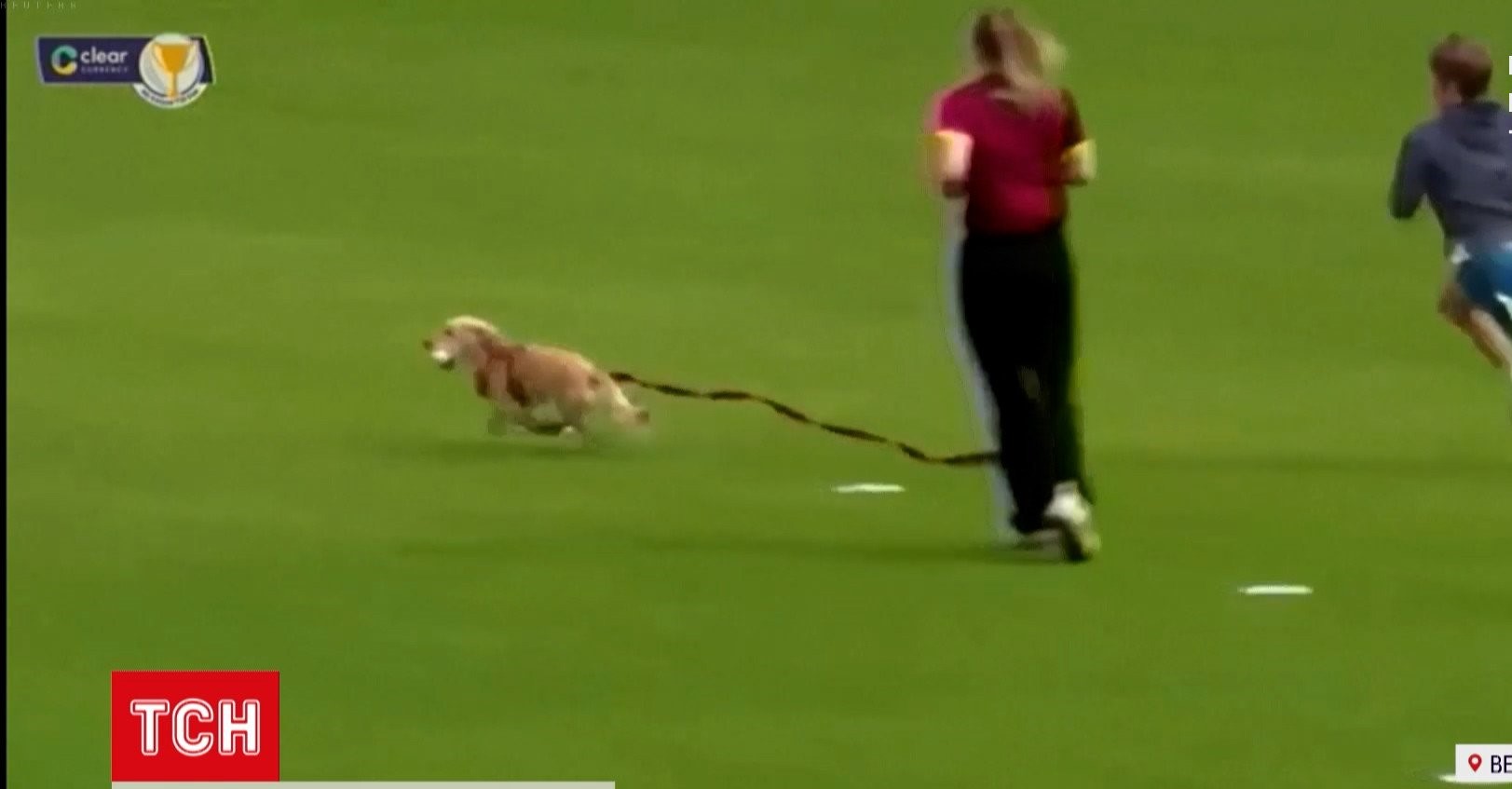В Британії собака вибіг на поле під час матчу із крикету та забрав м'яч. ВІДЕО