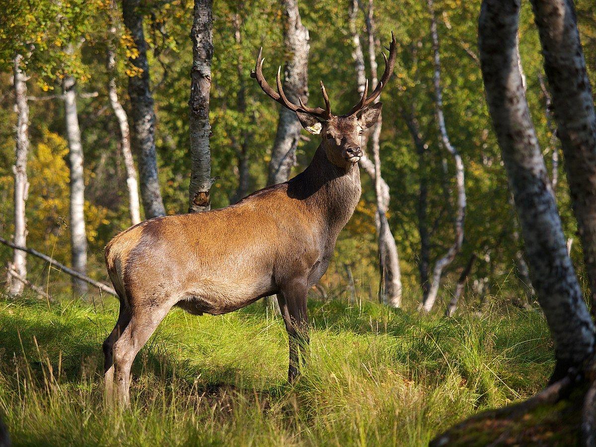 У Чернівецькій області шукають браконьєрів, які на території лісництва убили оленицю