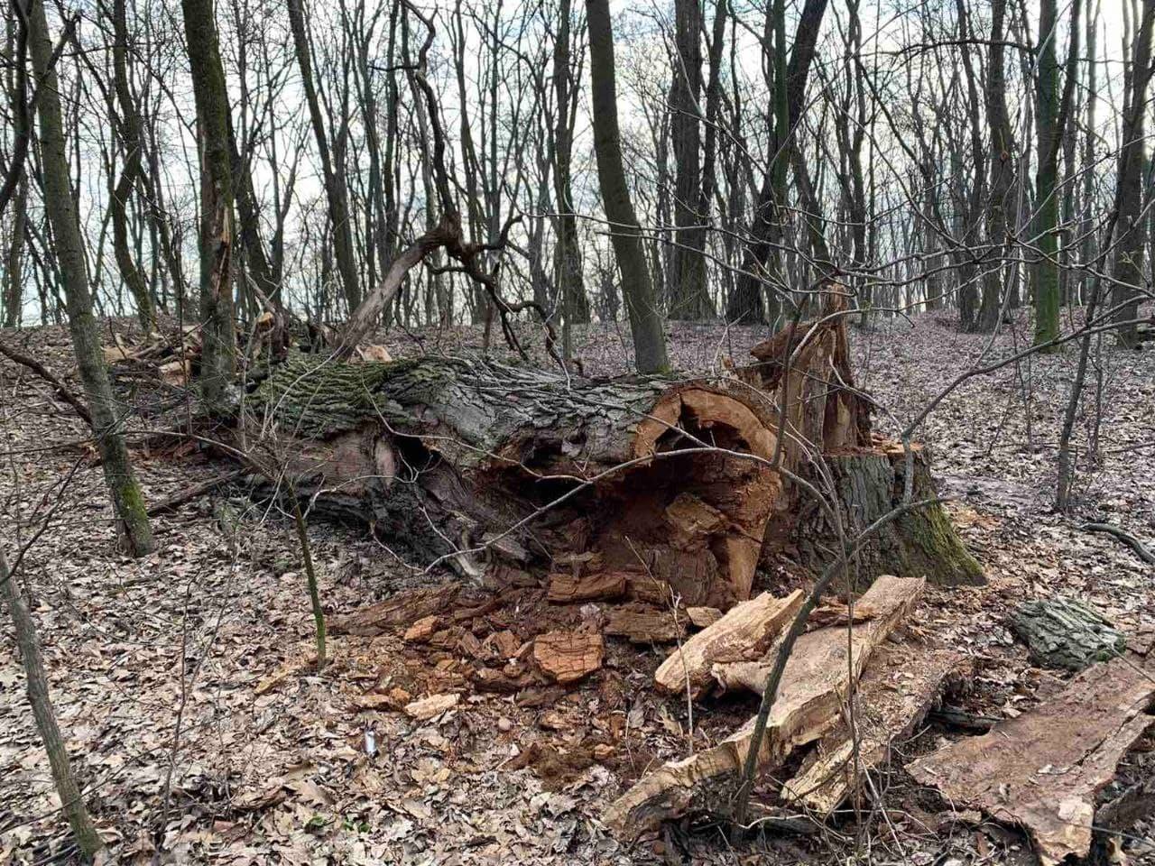 Скандал з вирубкою дерев у Києві: Університет біоресурсів просить притягнути до відповідальності "екологічних" провокаторів