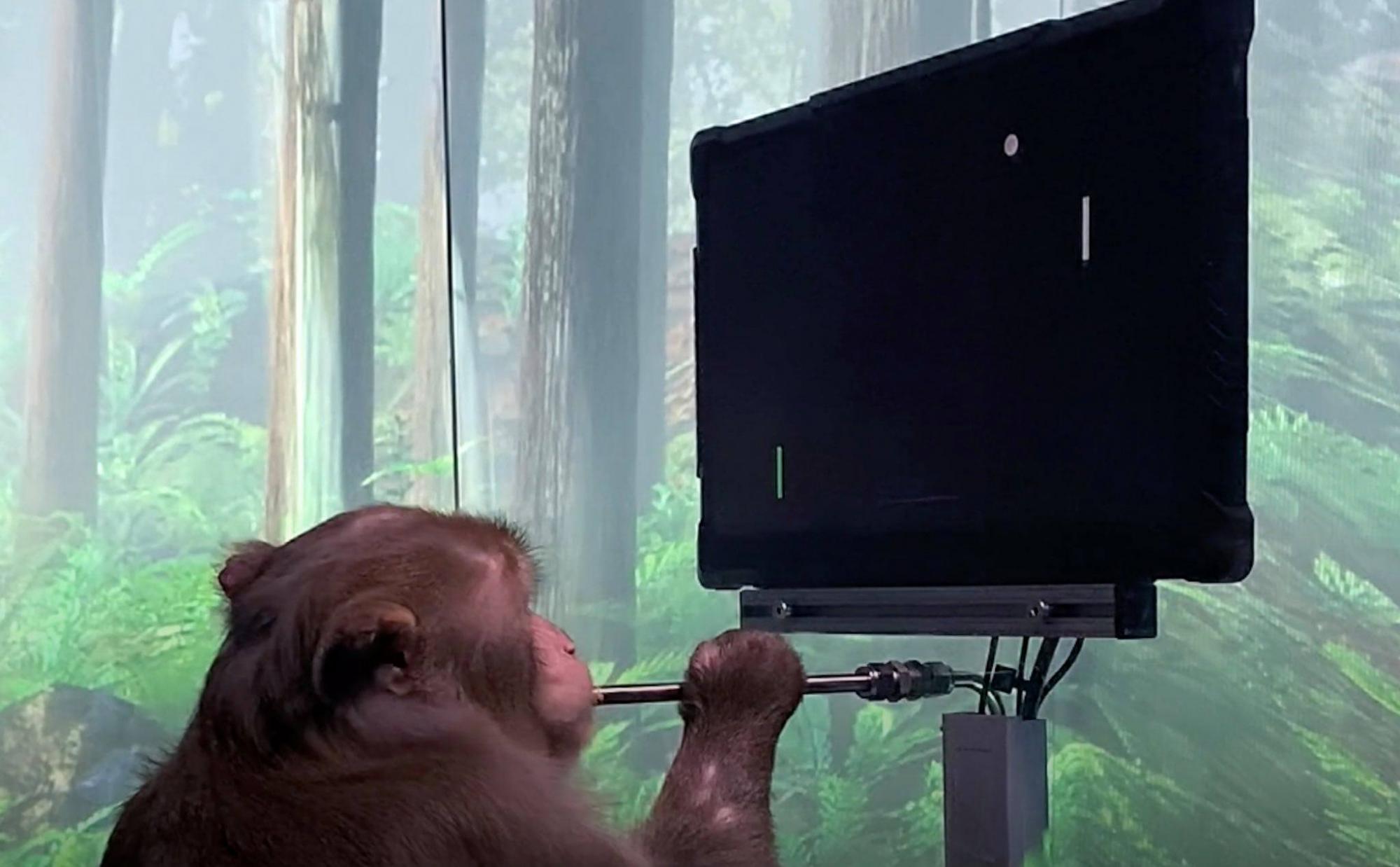 Ілон Маск показав, як мавпа з нейрочипом "силою думки" грає у відеоігри. ВІДЕО