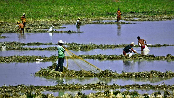 Рисовые плантации на реке Меконг, Камбоджа