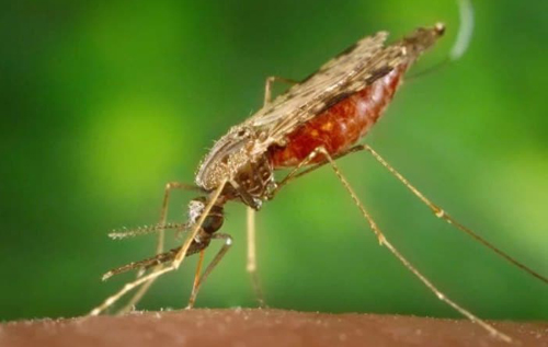 Вчені створили "протималярійних" комарів