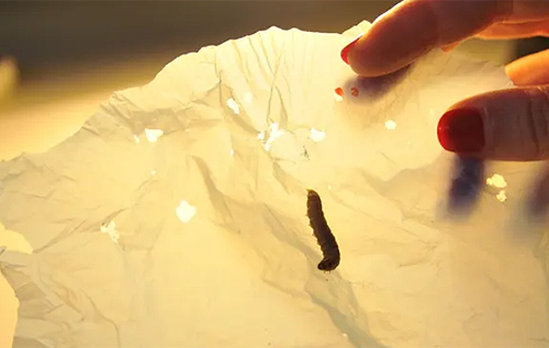 Слина гусениць може врятувати світ від пластикових пакетів