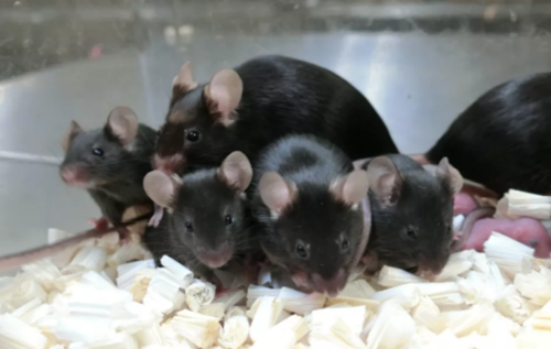 Вчені змогли виростити "космічних" мишей з матеріалу, який 6 років перебував на МКС