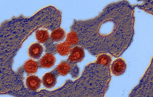 Залишки древнього вірусу захищають ембріони від інфекцій 