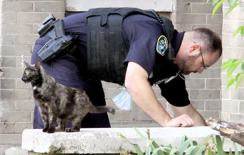 Поліцейські зможуть залучати кішок як свідків злочину