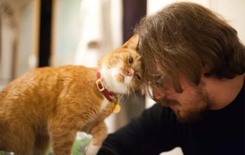 Як кішки показують любов до господаря: шість поширених дій домашніх улюбленців