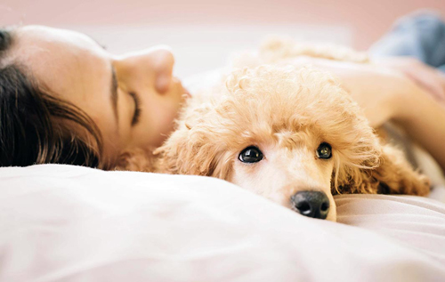 Без вовни та слини: шість порід собак, яких можна брати в ліжко. ФОТО