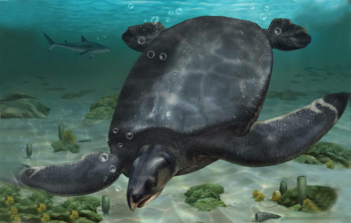 У Європі знайшли найбільшу древню черепаху