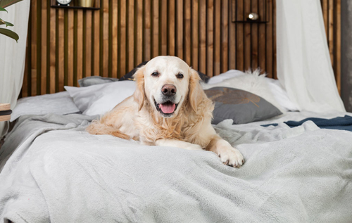 Скрізь шерсть і неможливо заснути: шість порід собак, яких не слід брати в ліжко