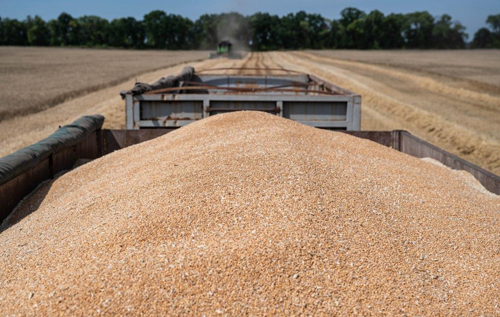 Росія вкрала в України зерно щонайменше на 1 млрд доларів, – Bloomberg