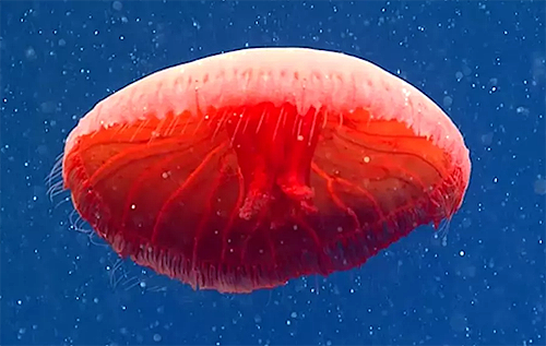 В Атлантическом океане обнаружили новый вид медуз. ВИДЕО