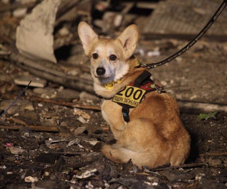 "Це янголи нашого життя": мережу зворушили фото собак, які допомагають шукати людей під завалами у Дніпрі. ФОТО